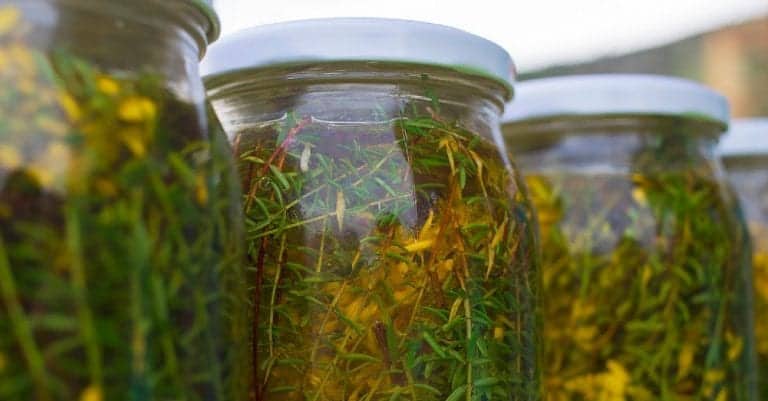 Herbs infusing in carrier oils for future use in skin care products